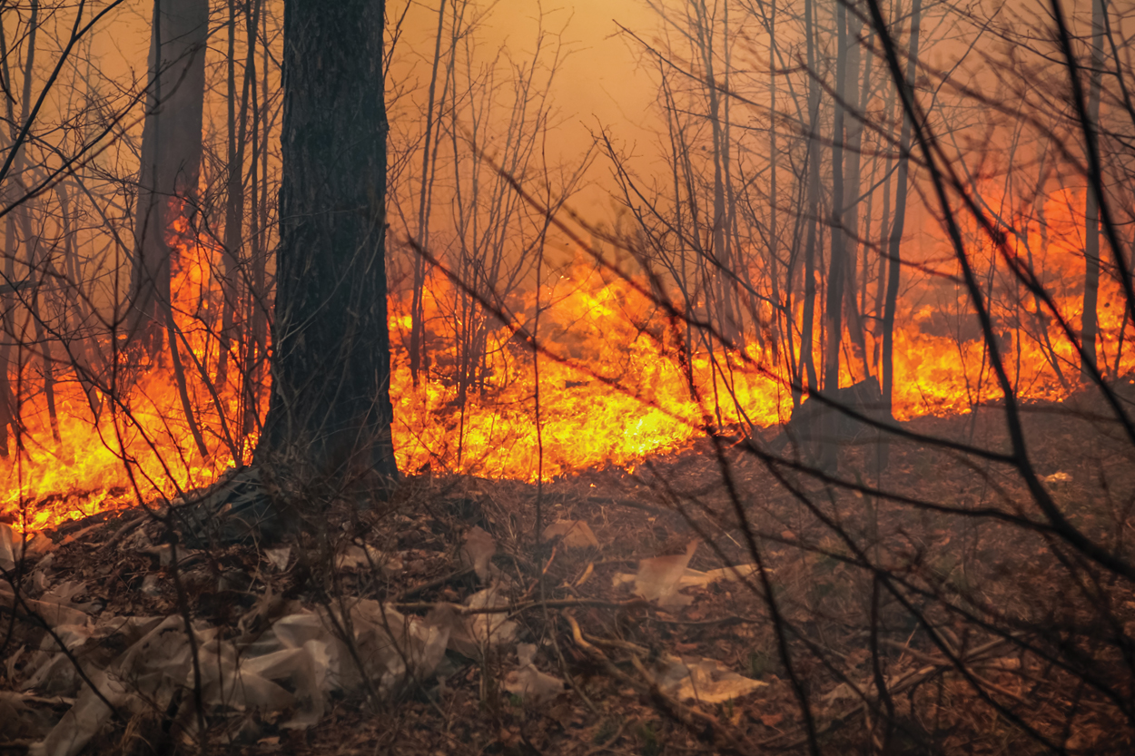 Fire ravaged forest