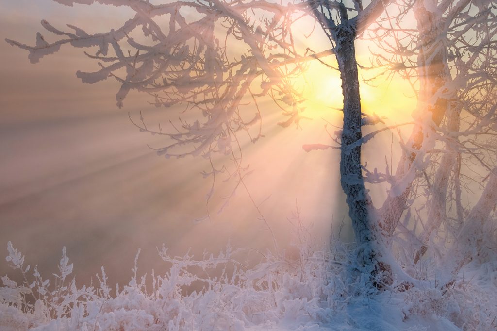 Winter scene of snow covered tree